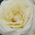 Alb - Trandafir pentru straturi Floribunda - Lenka™